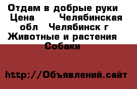 Отдам в добрые руки › Цена ­ 1 - Челябинская обл., Челябинск г. Животные и растения » Собаки   